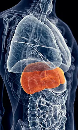 HepatoBurn Fat-Burning Furnace